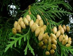 Thuja - sovražnik bolezni  naravno zdravljenje